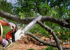 Best Seasonal Cleanup (Spring/Fall)  in West Slope, OR