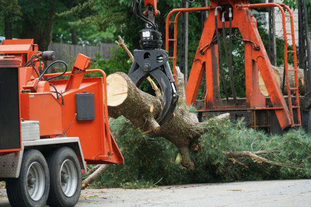 Best Organic Lawn Care Solutions  in West Slope, OR
